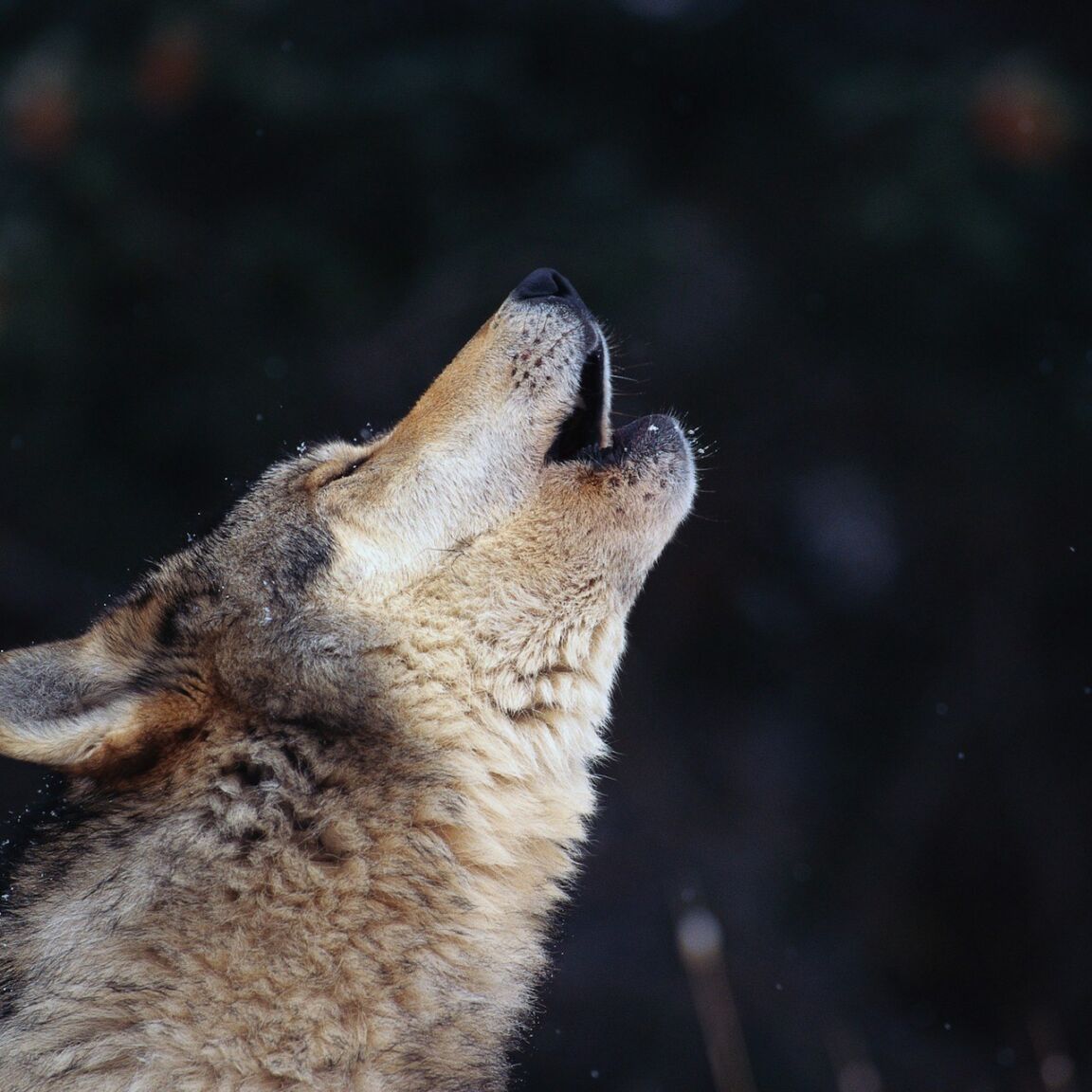 Varg som ylar fotograferad för Wild Sweden