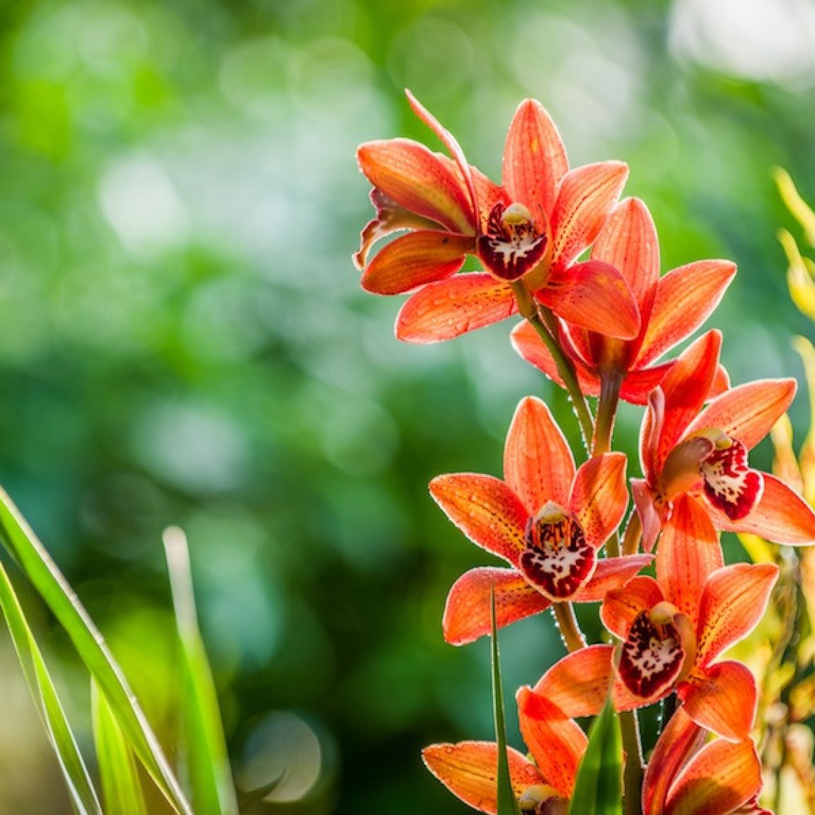 Visit vastmanland asby hemotradgard orkide