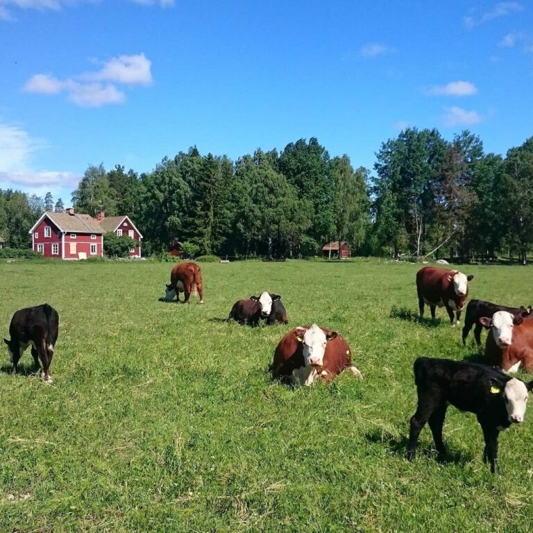 Visit vastmanland fallangetorp kor sommar toppbild