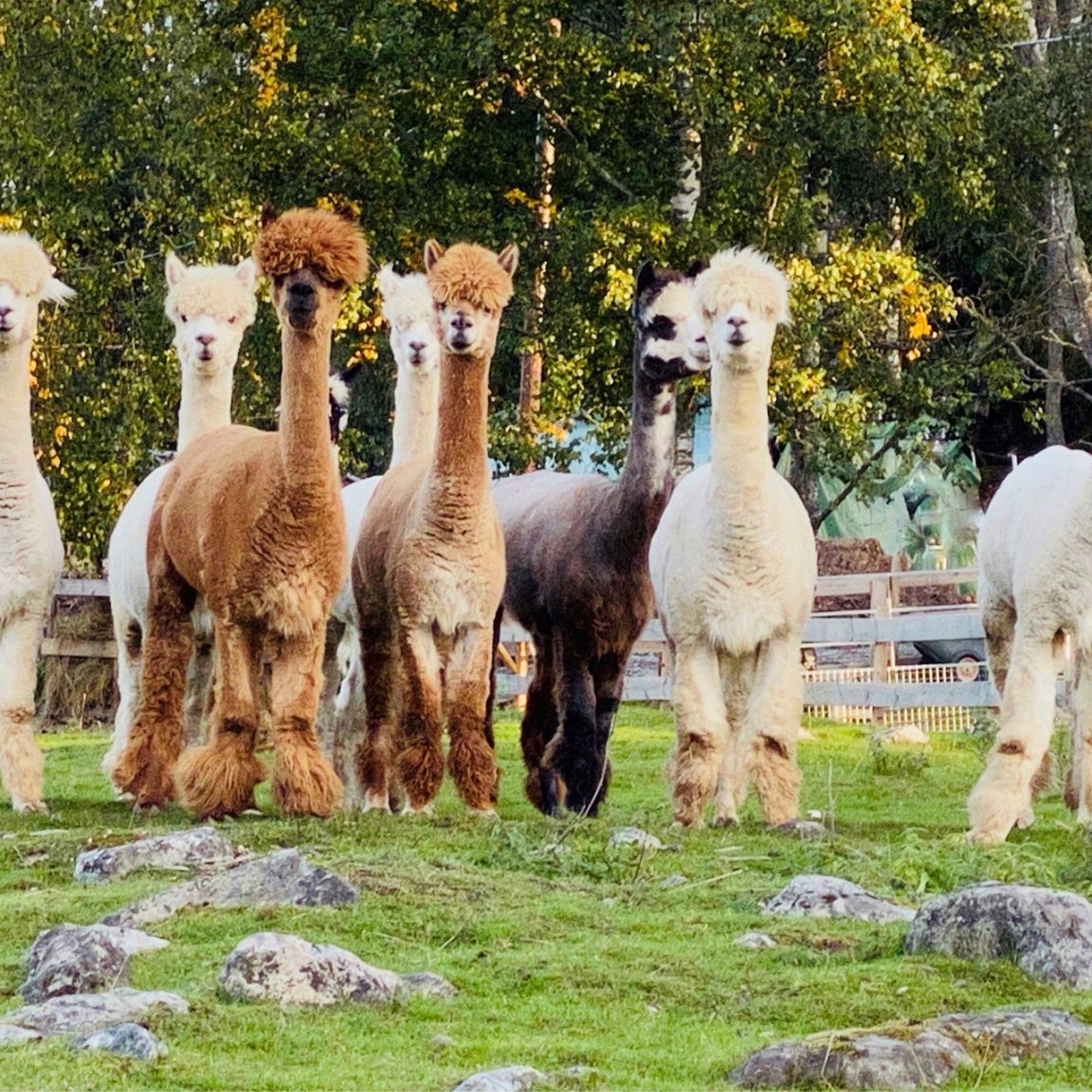 Visitvastmanland kolmstahojden alpacka toppbild