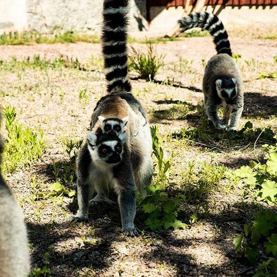 Visit vastmanland kungsbyn lemurer