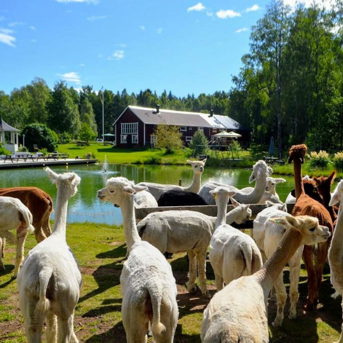 Visit vastmanland norrangens alpacka toppbild