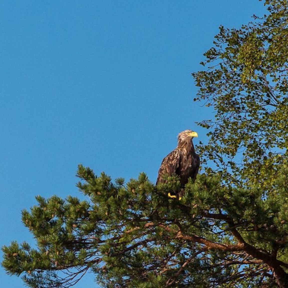Visit vastmanland aggaron eagle