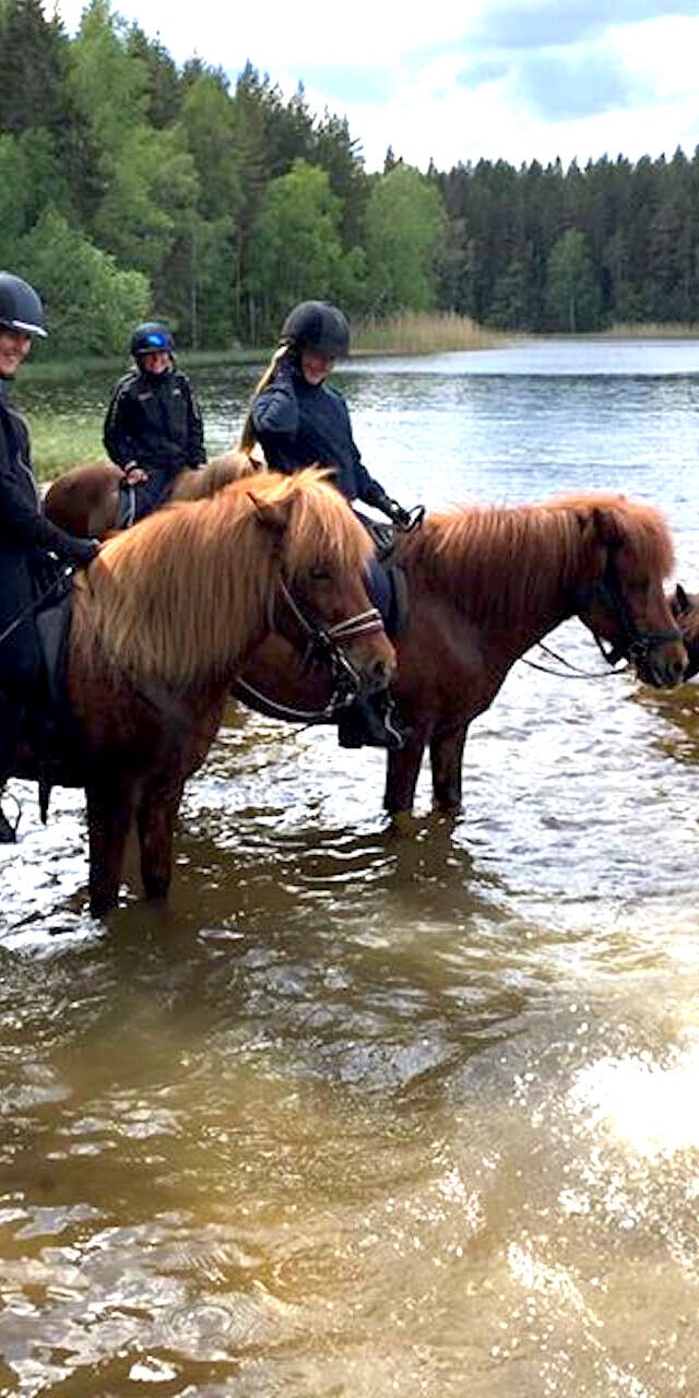 Badar Islandshästar i Västmanland Töltfari