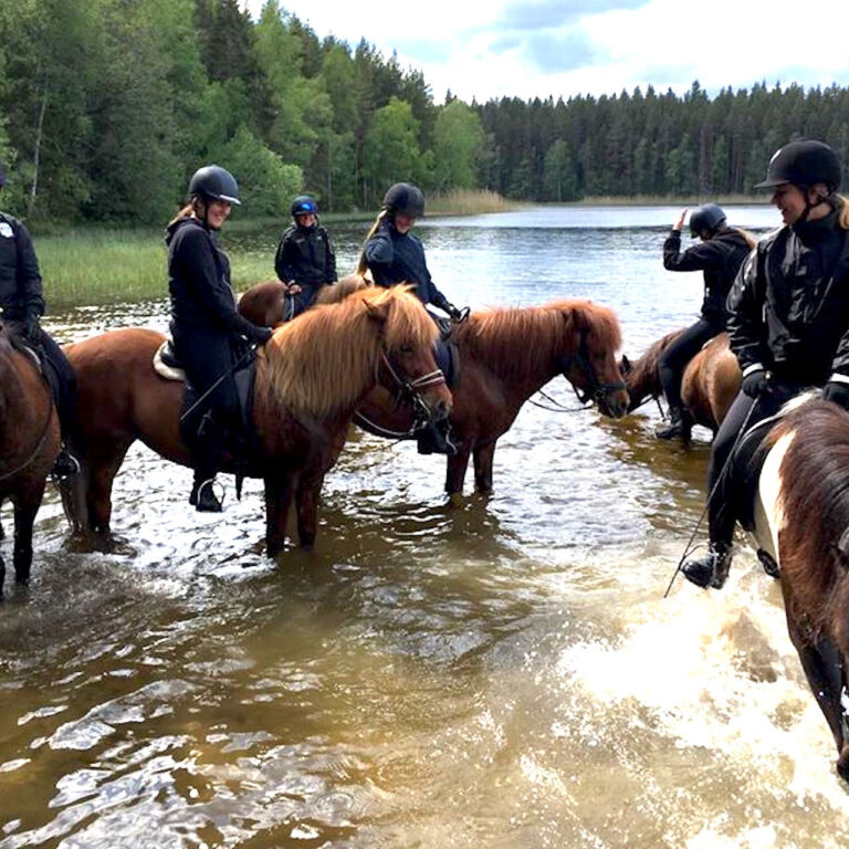 Badar Islandshästar i Västmanland Töltfari