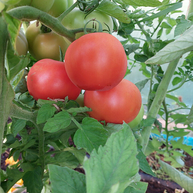 Visit vastmanland travarbo Tomater