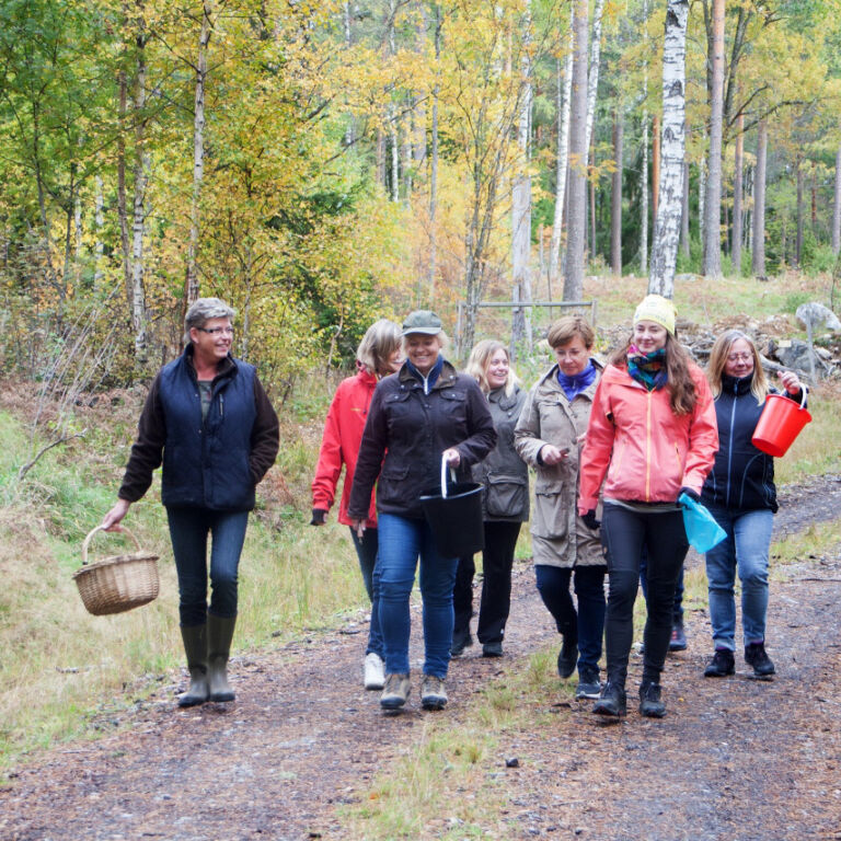 Visitvastmanland ulvsbomuren svamp promenad