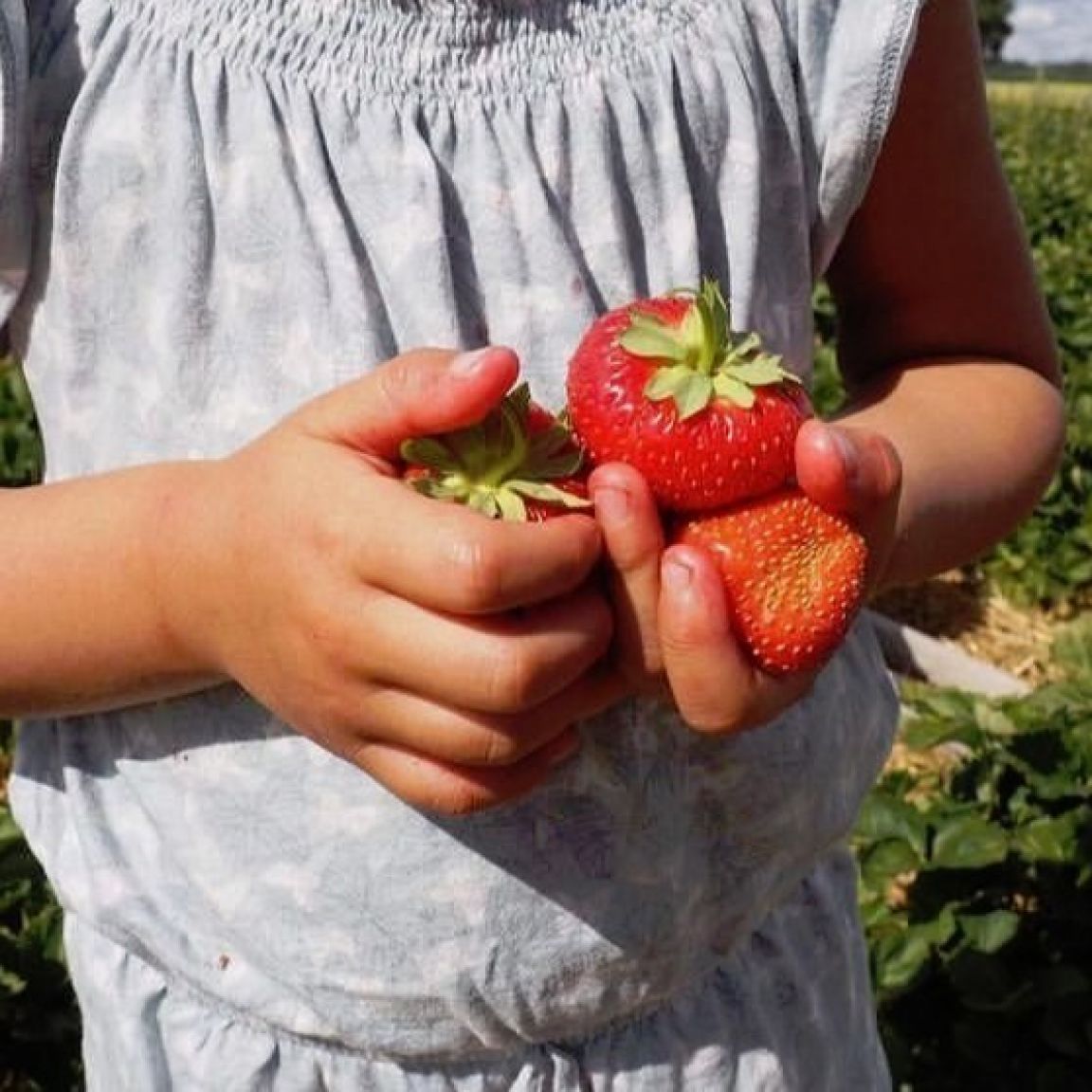 Visit vastmanland varbeby barn jordgubbar