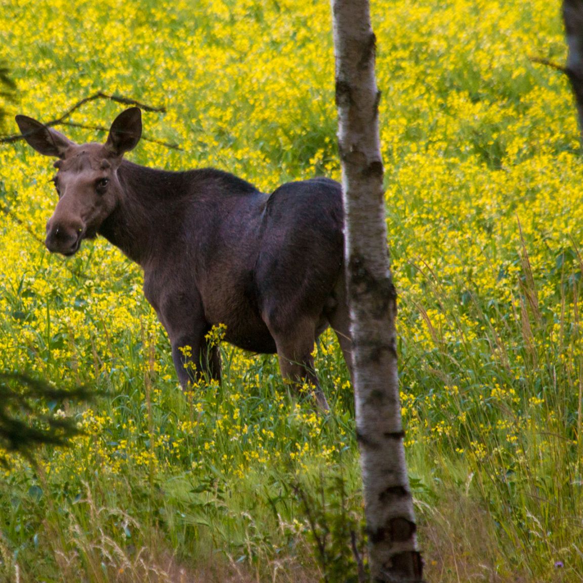 Visit vastmanland wild sweden alg moose
