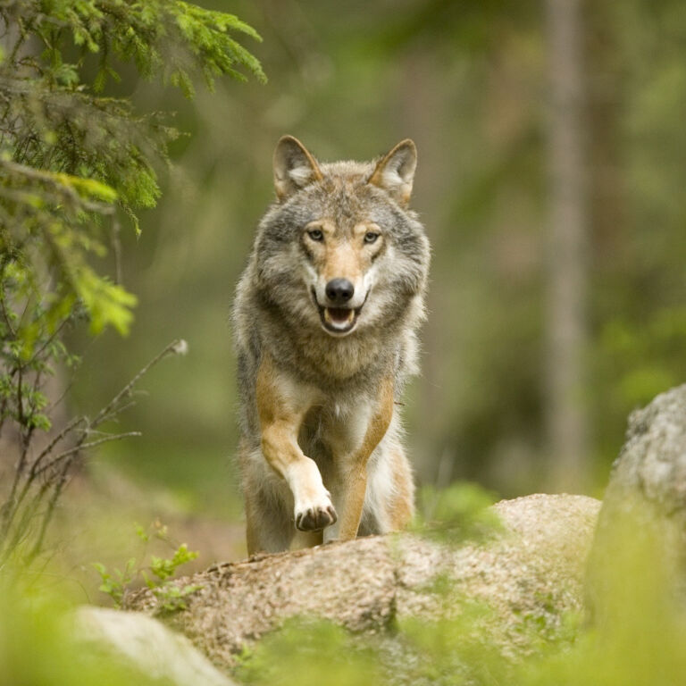 Visit vastmanland wild sweden ensam varg wolf