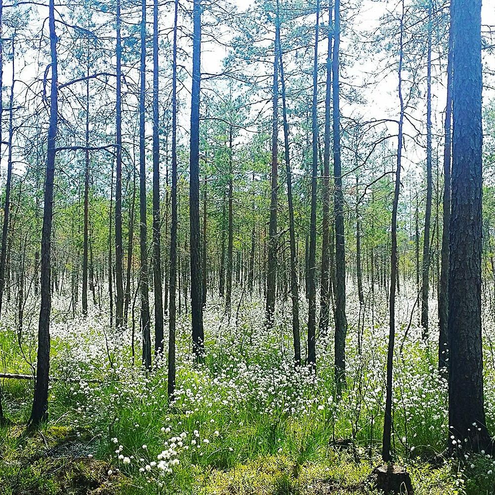Visit vastmanland vandra vastmanland halleskogsbrannan skog