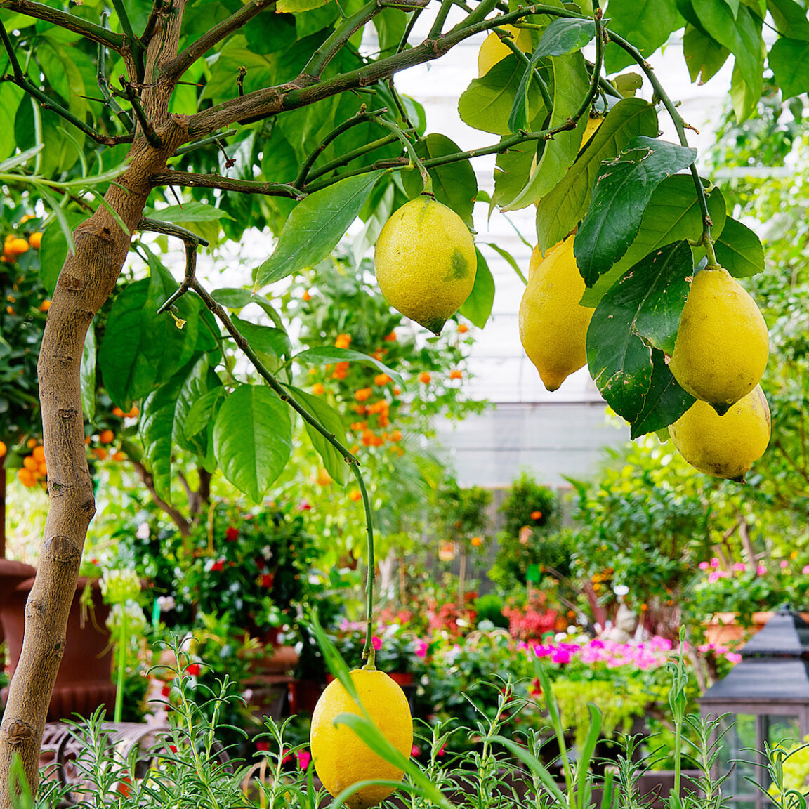 Visitvastmanland asbyhemotradgard citron